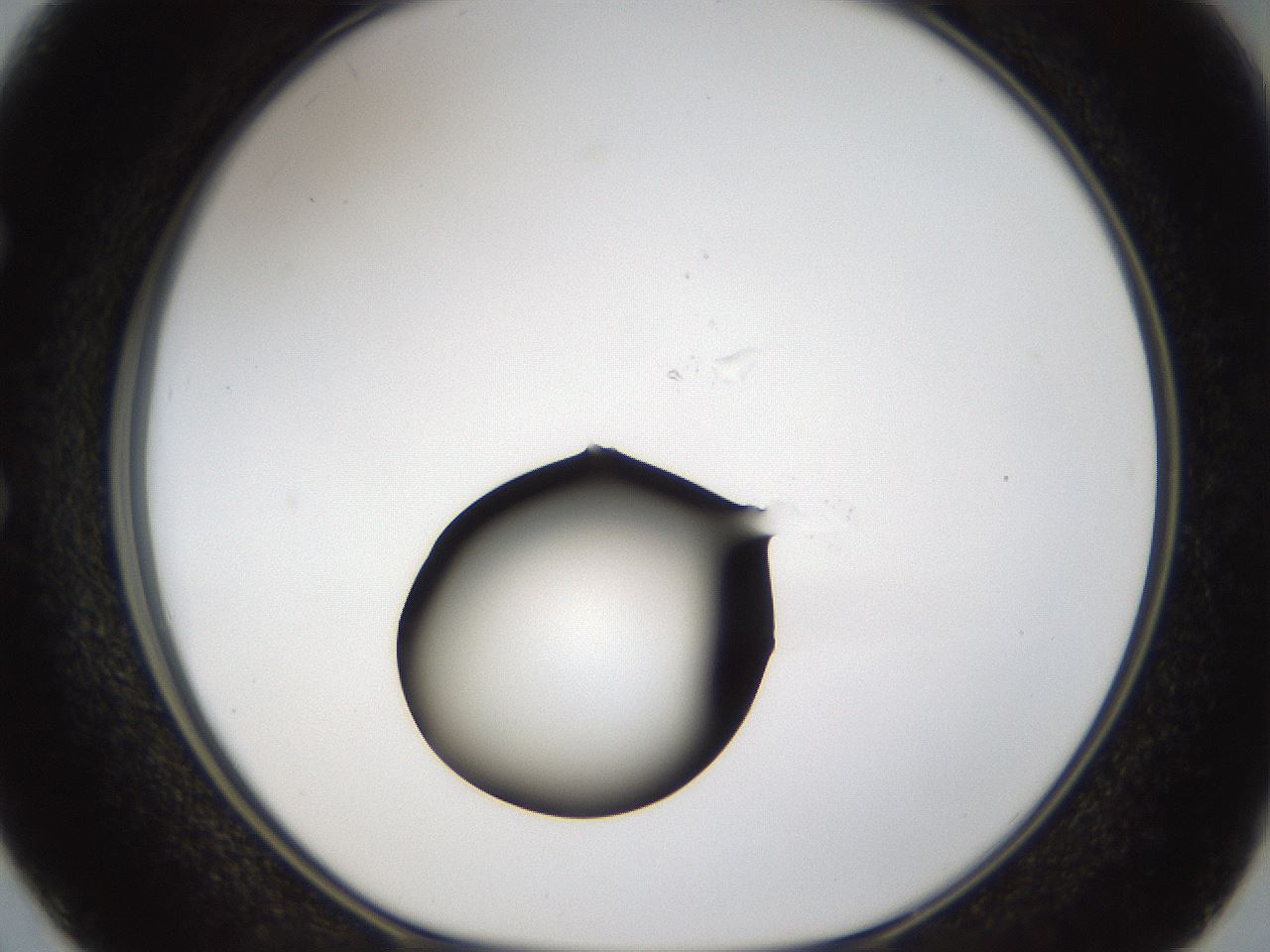 folderID37_plateID1037_batchID2104_wellNum50_profileID1_d1_r46058_ef.jpg