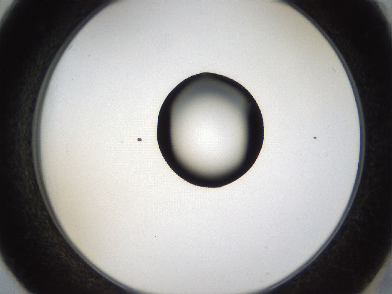 folderID37_plateID1037_batchID2104_wellNum50_profileID1_d2_r46059_ef.jpg