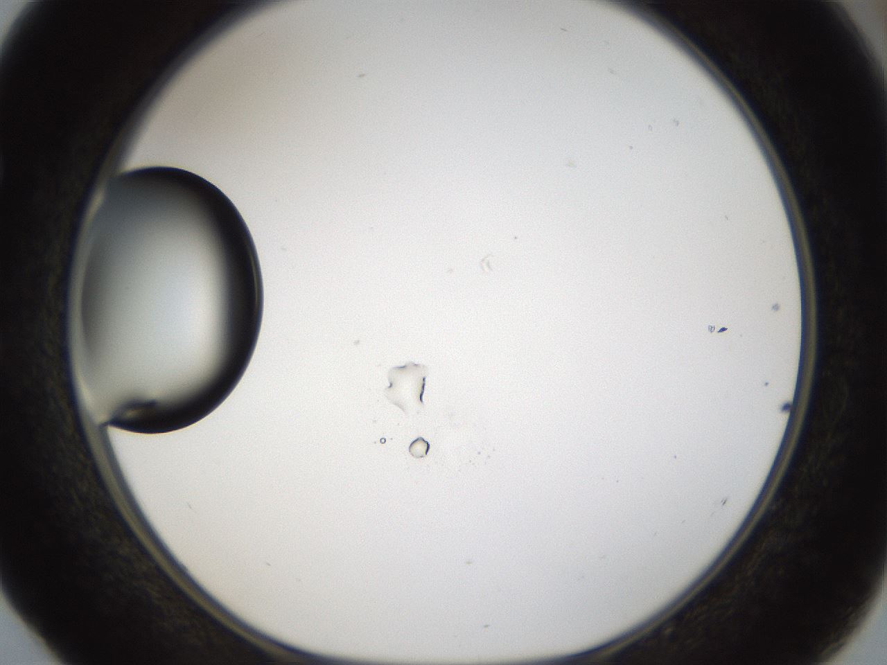 folderID37_plateID1037_batchID2104_wellNum52_profileID1_d1_r46062_ef.jpg