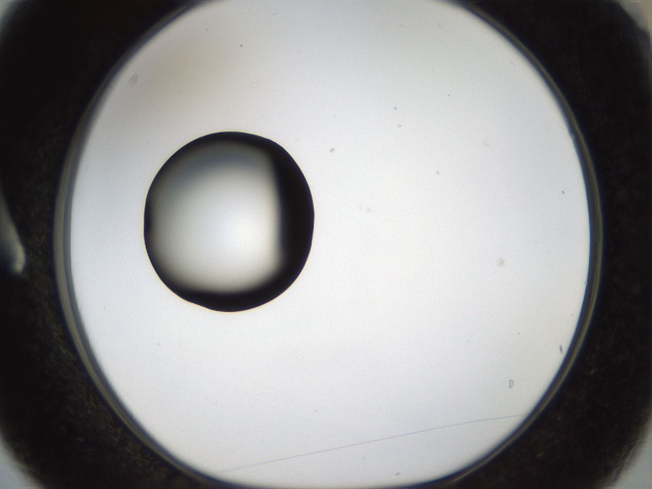 folderID37_plateID1037_batchID2104_wellNum3_profileID1_d1_r45964_ef.jpg