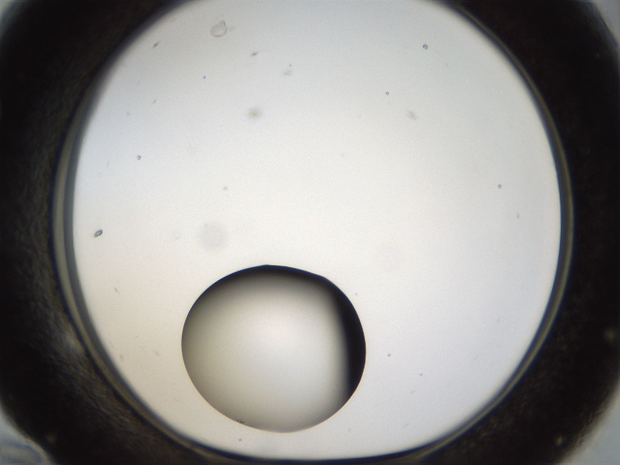 folderID37_plateID1037_batchID2104_wellNum58_profileID1_d1_r46074_ef.jpg