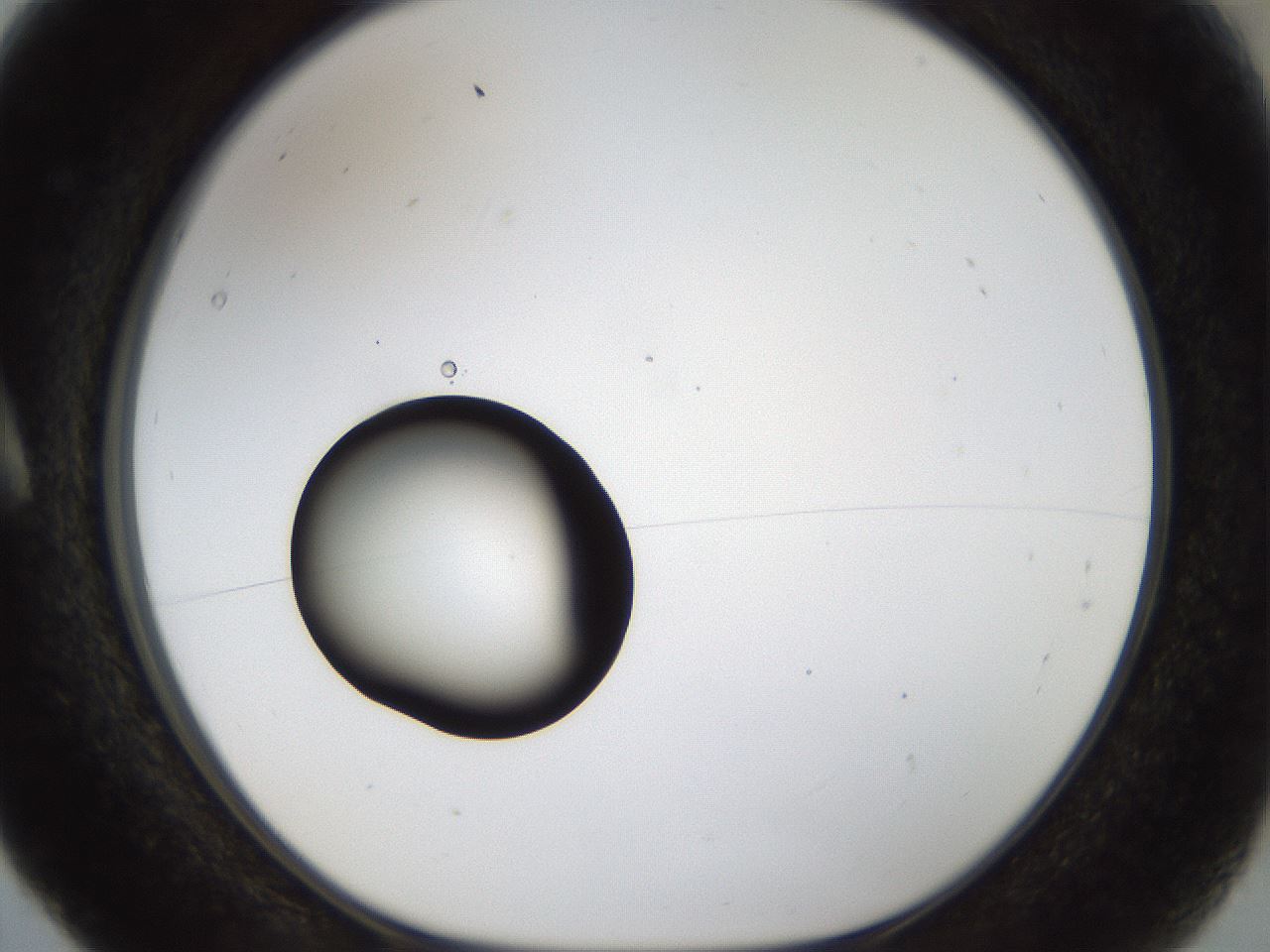 folderID37_plateID1037_batchID2104_wellNum5_profileID1_d1_r45968_ef.jpg