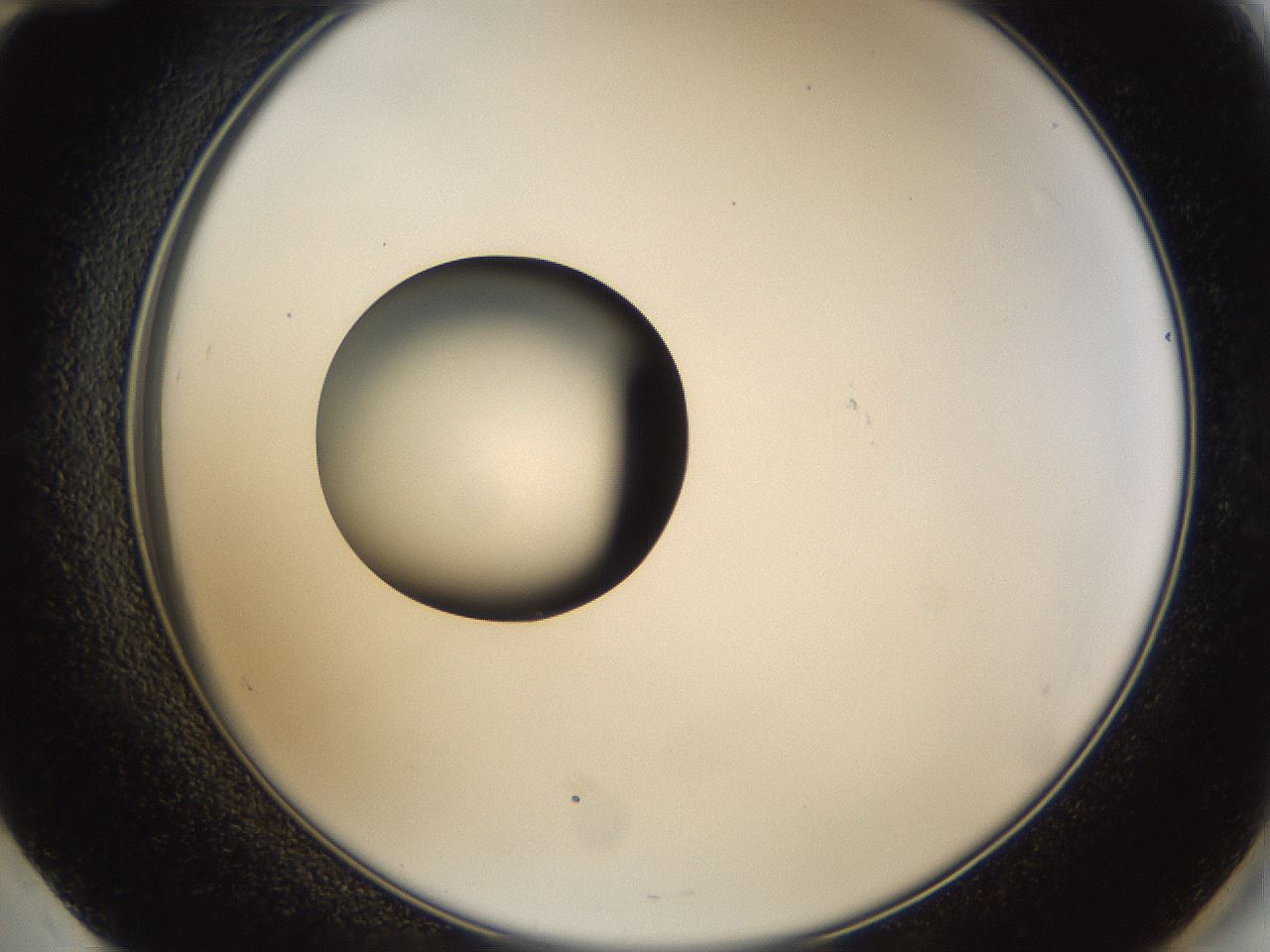 folderID37_plateID1037_batchID2104_wellNum60_profileID1_d2_r46079_ef.jpg