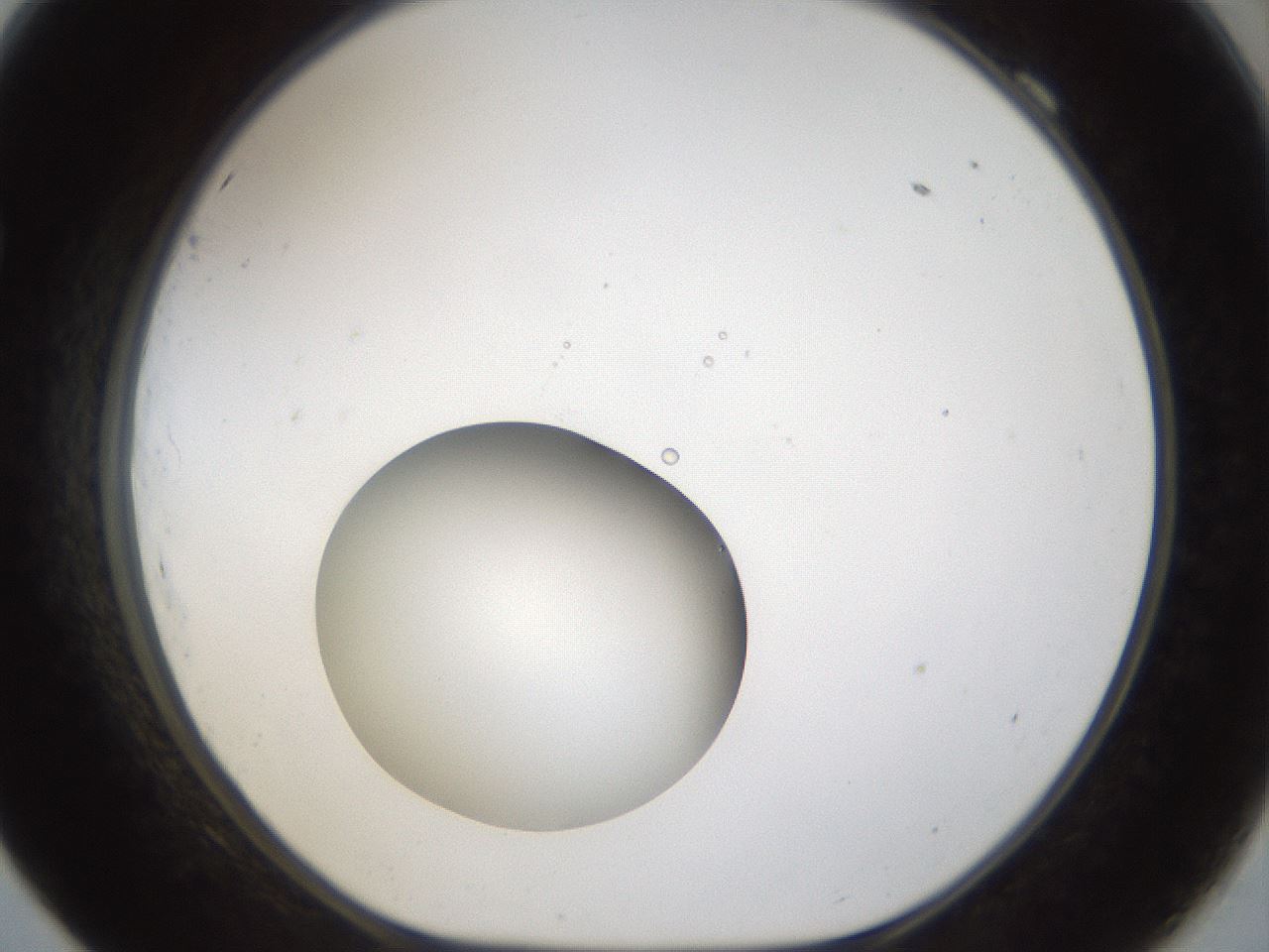 folderID37_plateID1037_batchID2104_wellNum69_profileID1_d1_r46096_ef.jpg