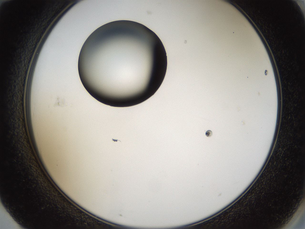 folderID37_plateID1037_batchID2104_wellNum71_profileID1_d2_r46101_ef.jpg