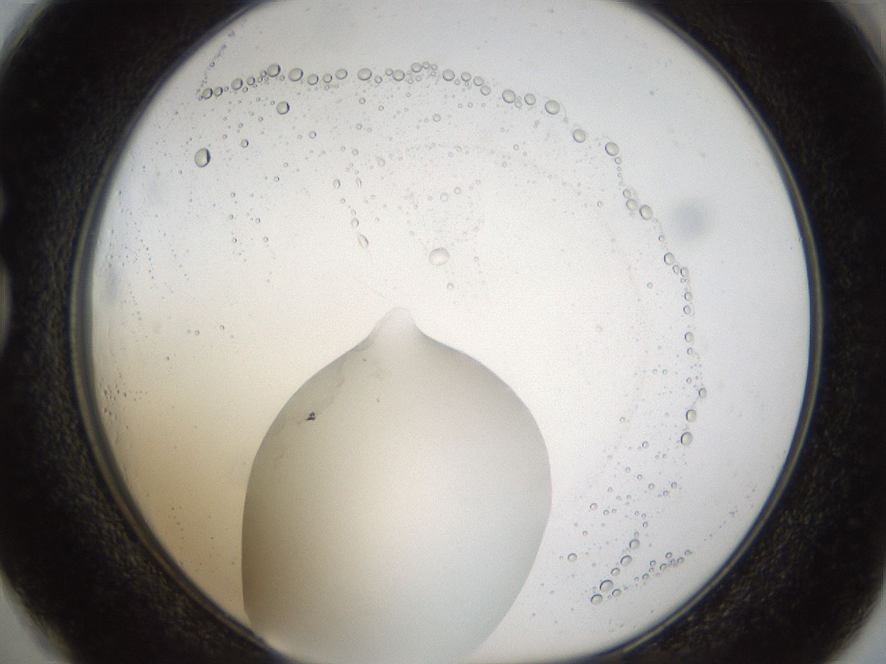 folderID37_plateID1037_batchID2104_wellNum73_profileID1_d1_r46104_ef.jpg