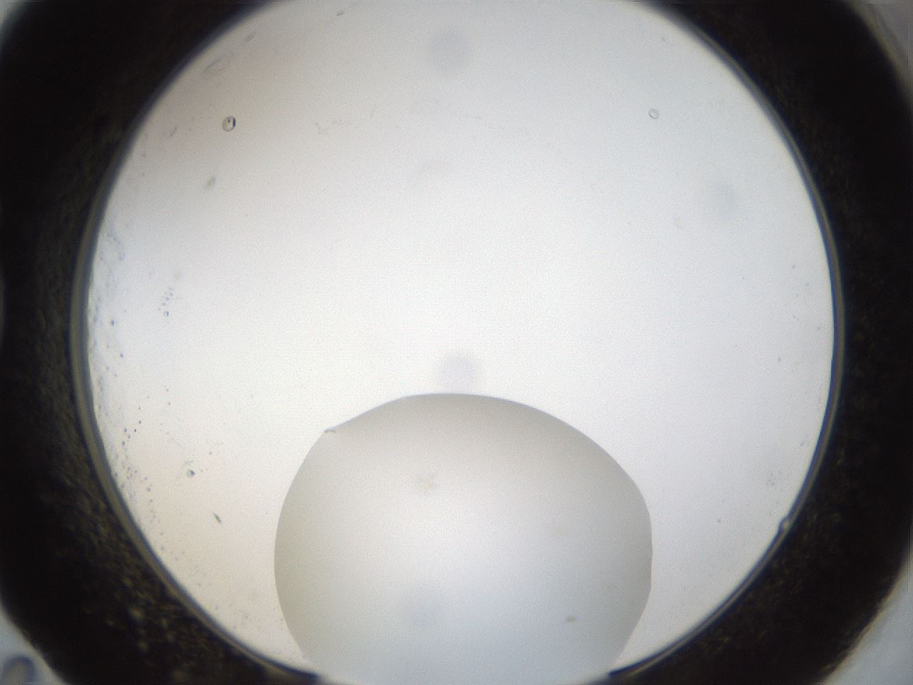 folderID37_plateID1037_batchID2104_wellNum83_profileID1_d1_r46124_ef.jpg