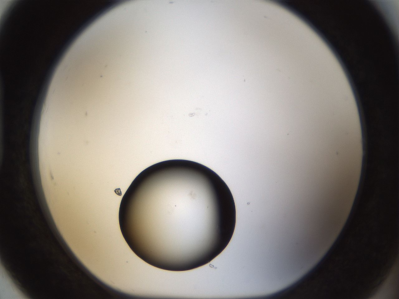 folderID37_plateID1037_batchID2104_wellNum91_profileID1_d1_r46140_ef.jpg