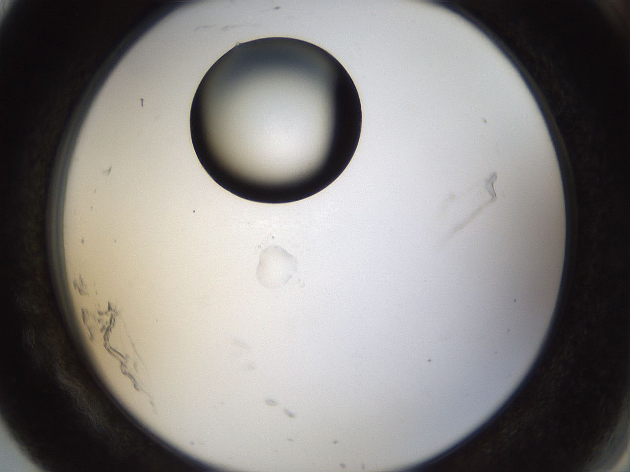 folderID37_plateID1037_batchID2104_wellNum91_profileID1_d2_r46141_ef.jpg