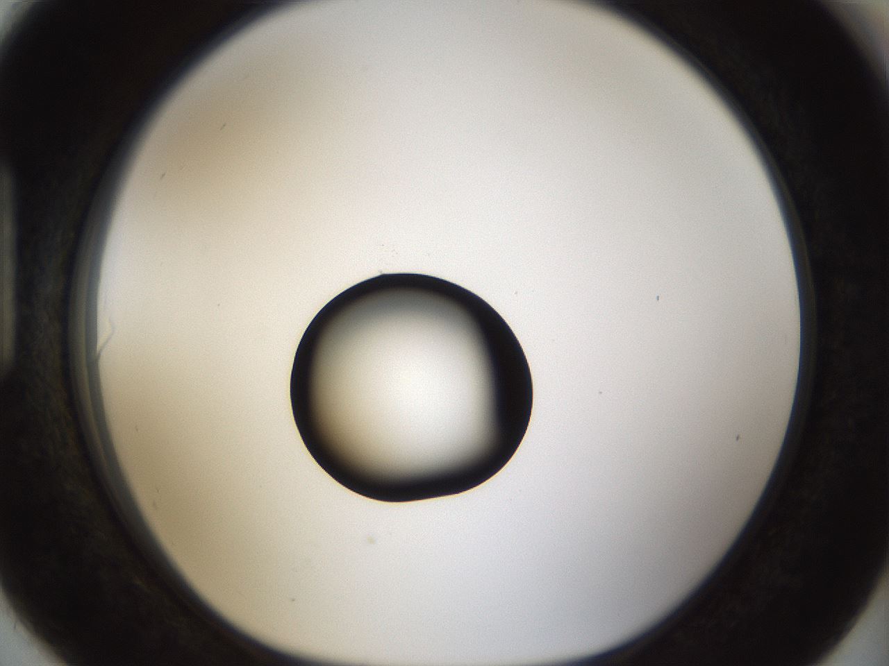 folderID37_plateID1037_batchID2104_wellNum90_profileID1_d1_r46138_ef.jpg