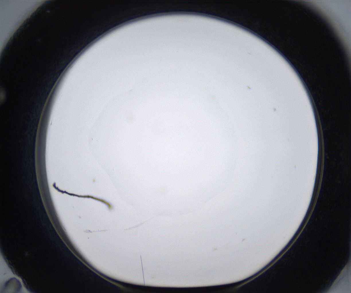 folderID380_plateID2380_batchID11225_wellNum71_profileID1_d1_r175529_ef.jpg