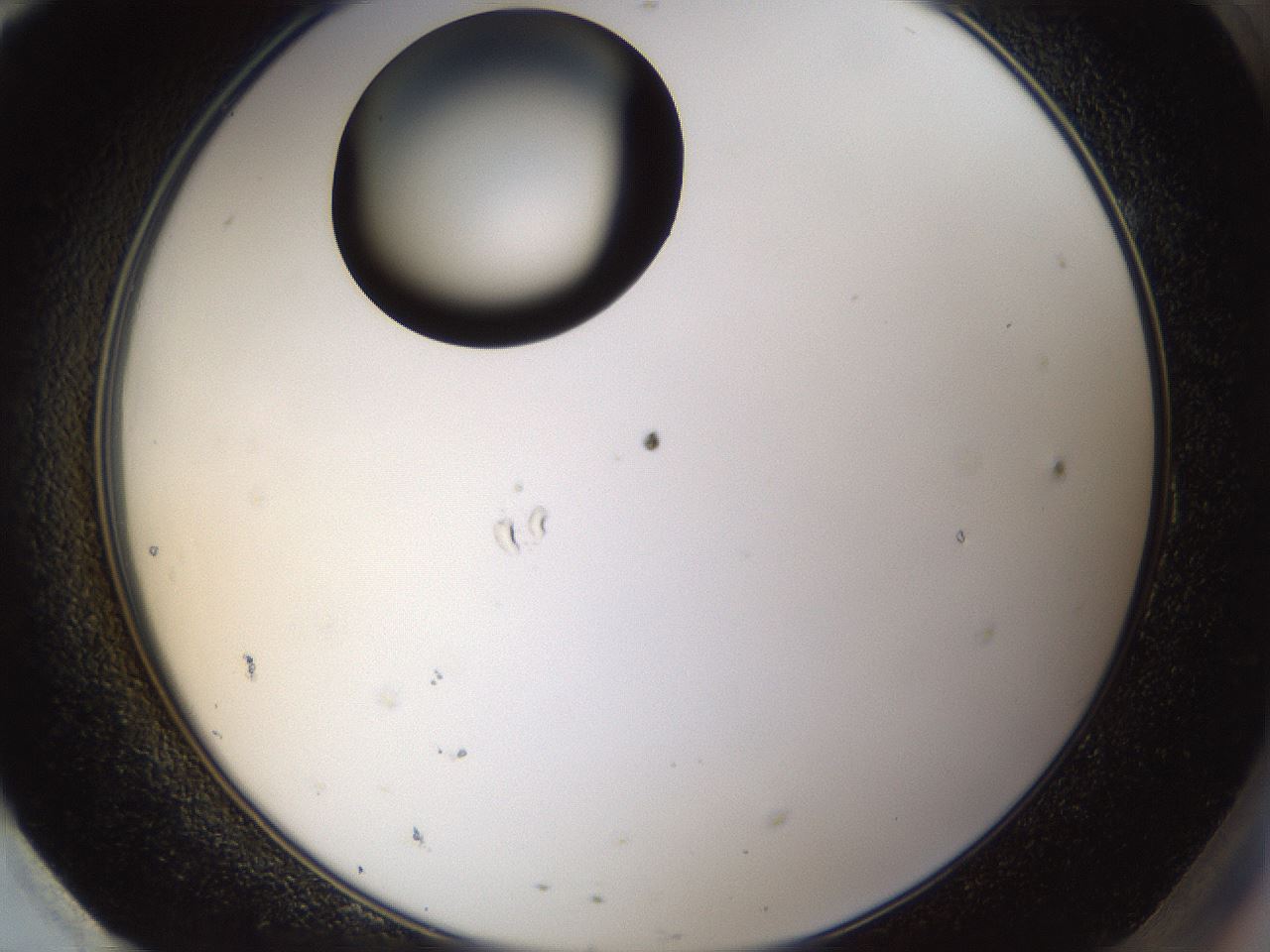 folderID37_plateID1037_batchID2104_wellNum95_profileID1_d2_r46149_ef.jpg