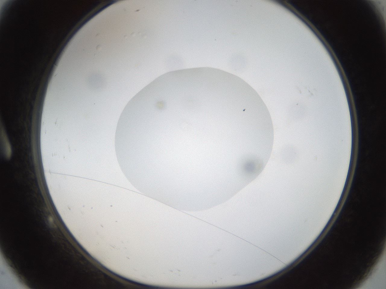folderID37_plateID1037_batchID2104_wellNum9_profileID1_d1_r45976_ef.jpg