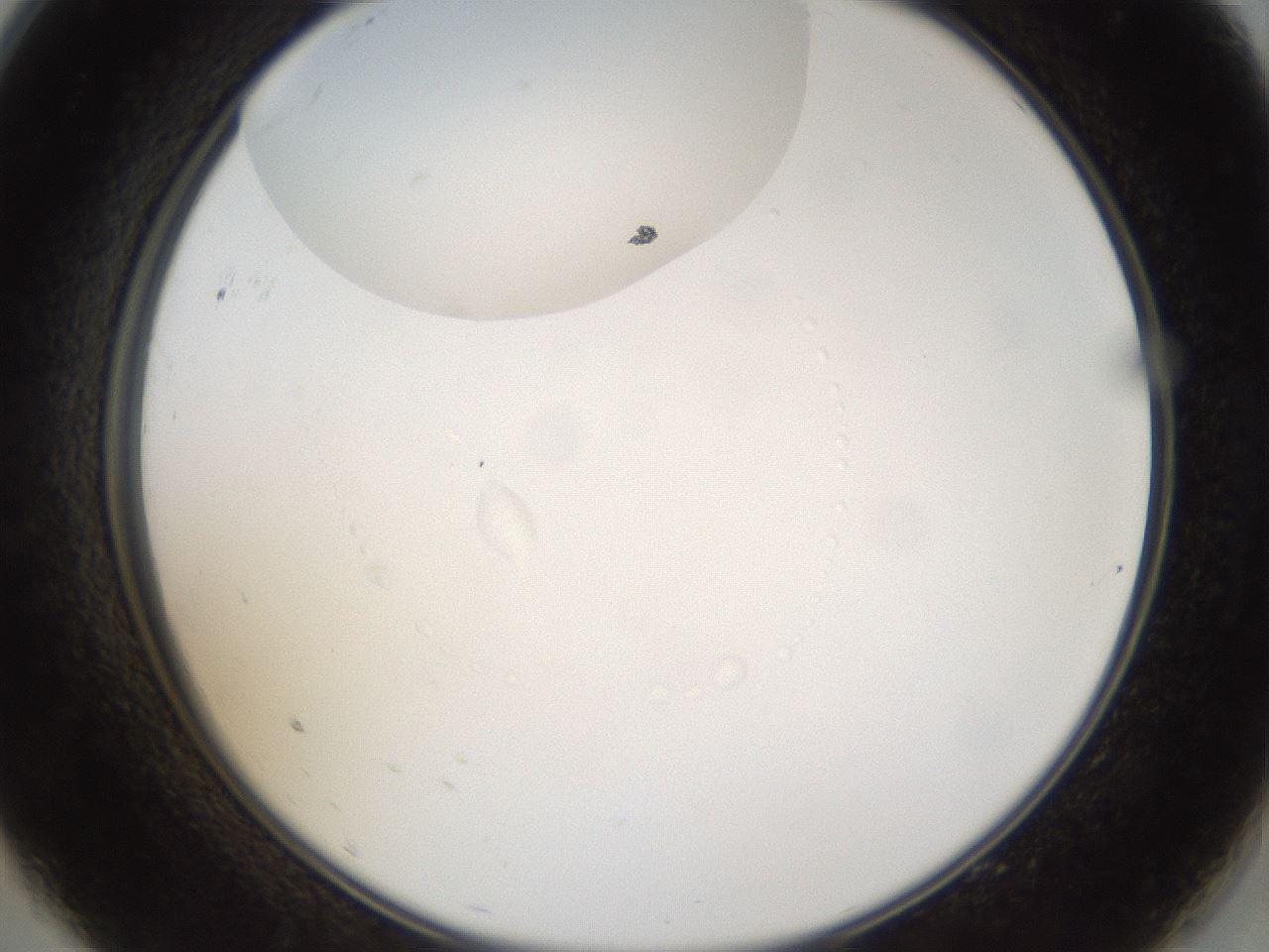 folderID37_plateID1037_batchID2104_wellNum9_profileID1_d2_r45977_ef.jpg