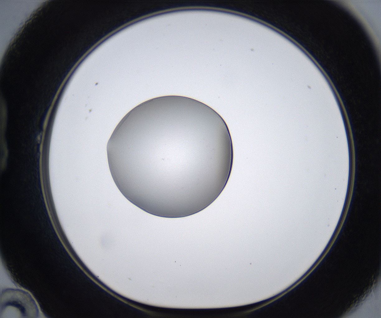 folderID380_plateID2380_batchID11225_wellNum22_profileID1_d1_r175480_ef.jpg