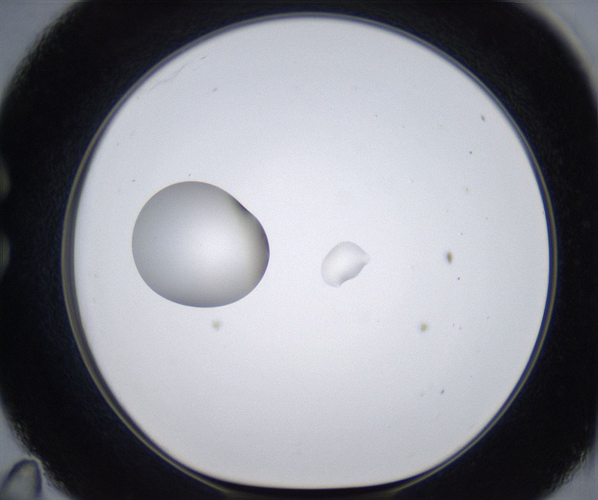 folderID380_plateID2380_batchID11225_wellNum35_profileID1_d1_r175493_ef.jpg
