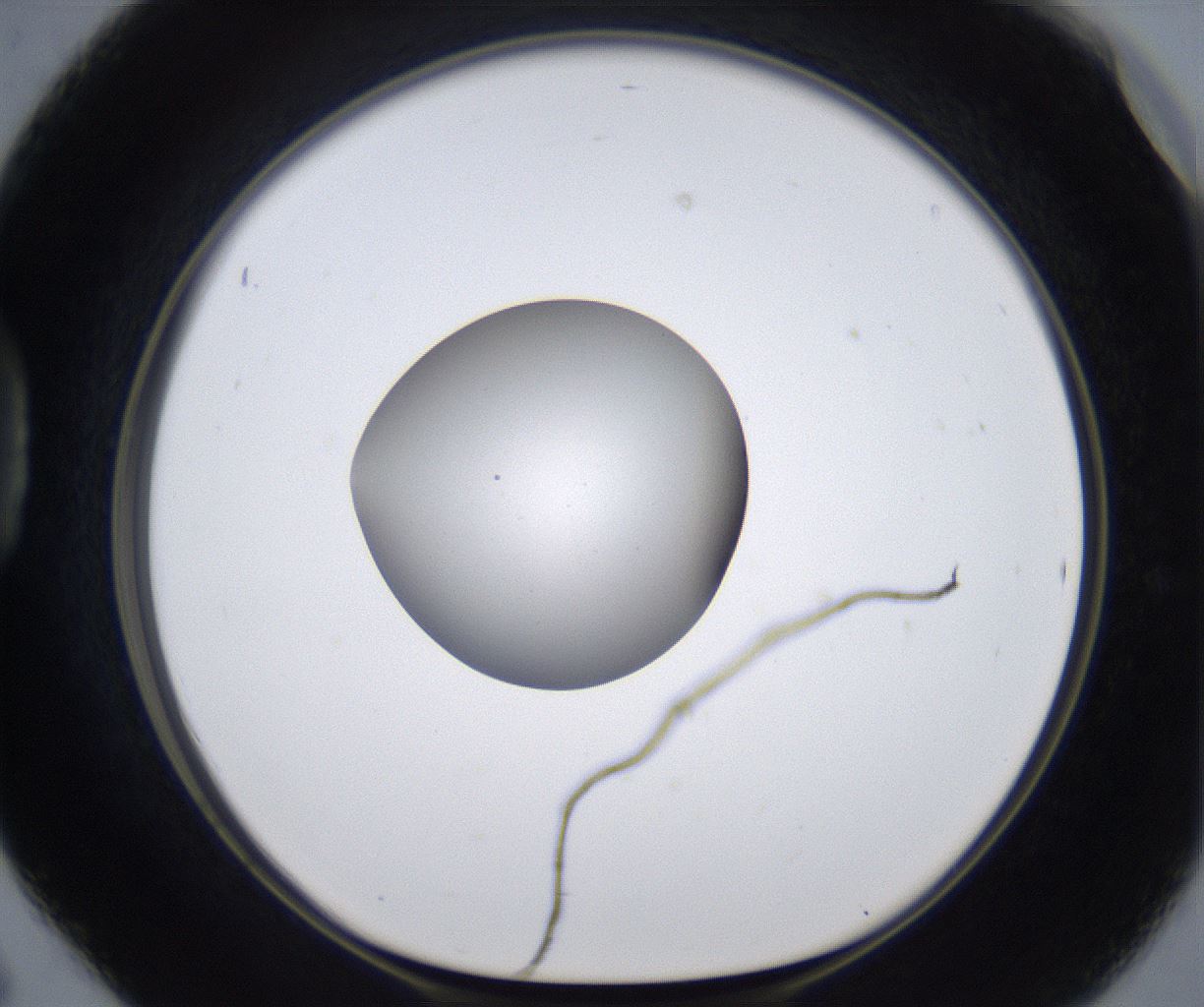 folderID380_plateID2380_batchID11225_wellNum42_profileID1_d1_r175500_ef.jpg