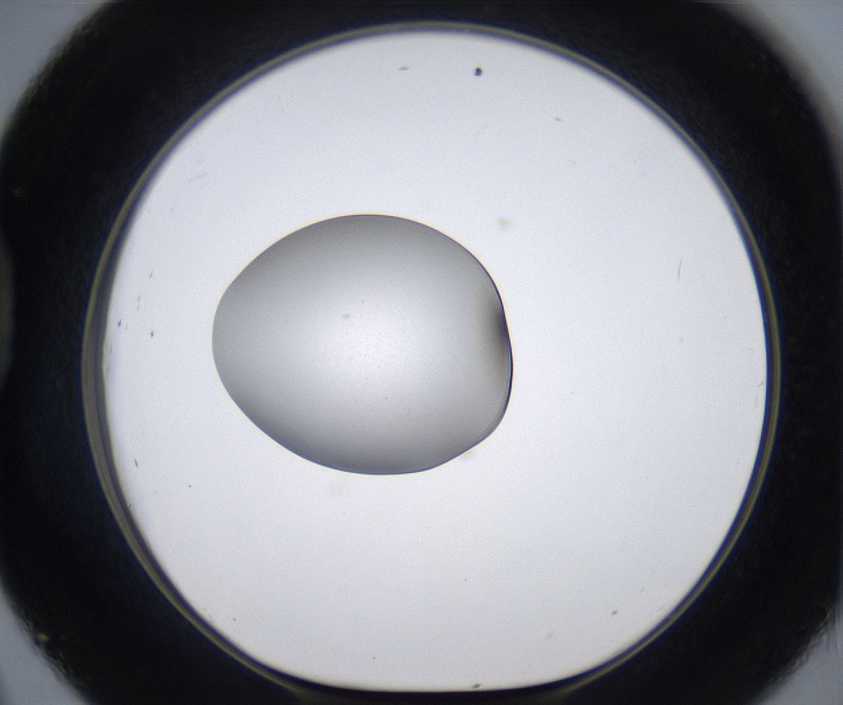 folderID380_plateID2380_batchID11225_wellNum45_profileID1_d1_r175503_ef.jpg