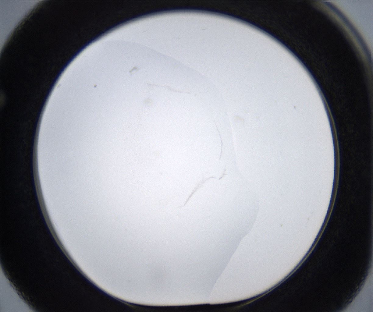 folderID380_plateID2380_batchID11225_wellNum63_profileID1_d1_r175521_ef.jpg