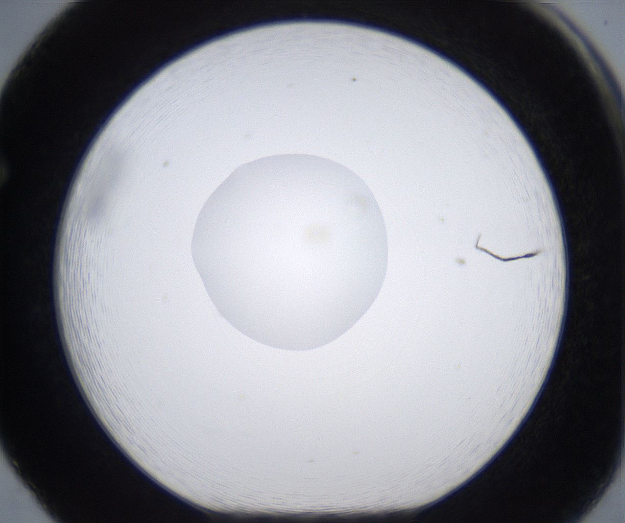 folderID380_plateID2380_batchID11225_wellNum65_profileID1_d1_r175523_ef.jpg