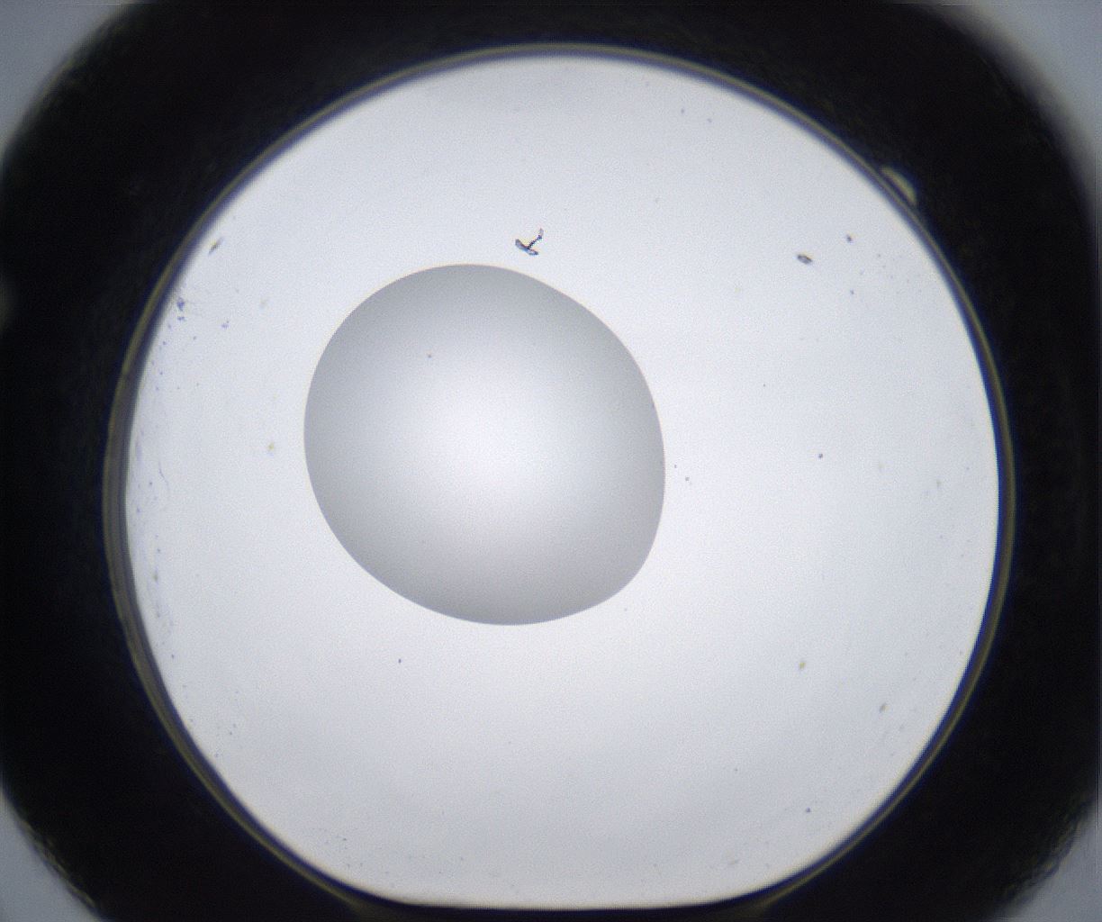folderID380_plateID2380_batchID11225_wellNum69_profileID1_d1_r175527_ef.jpg