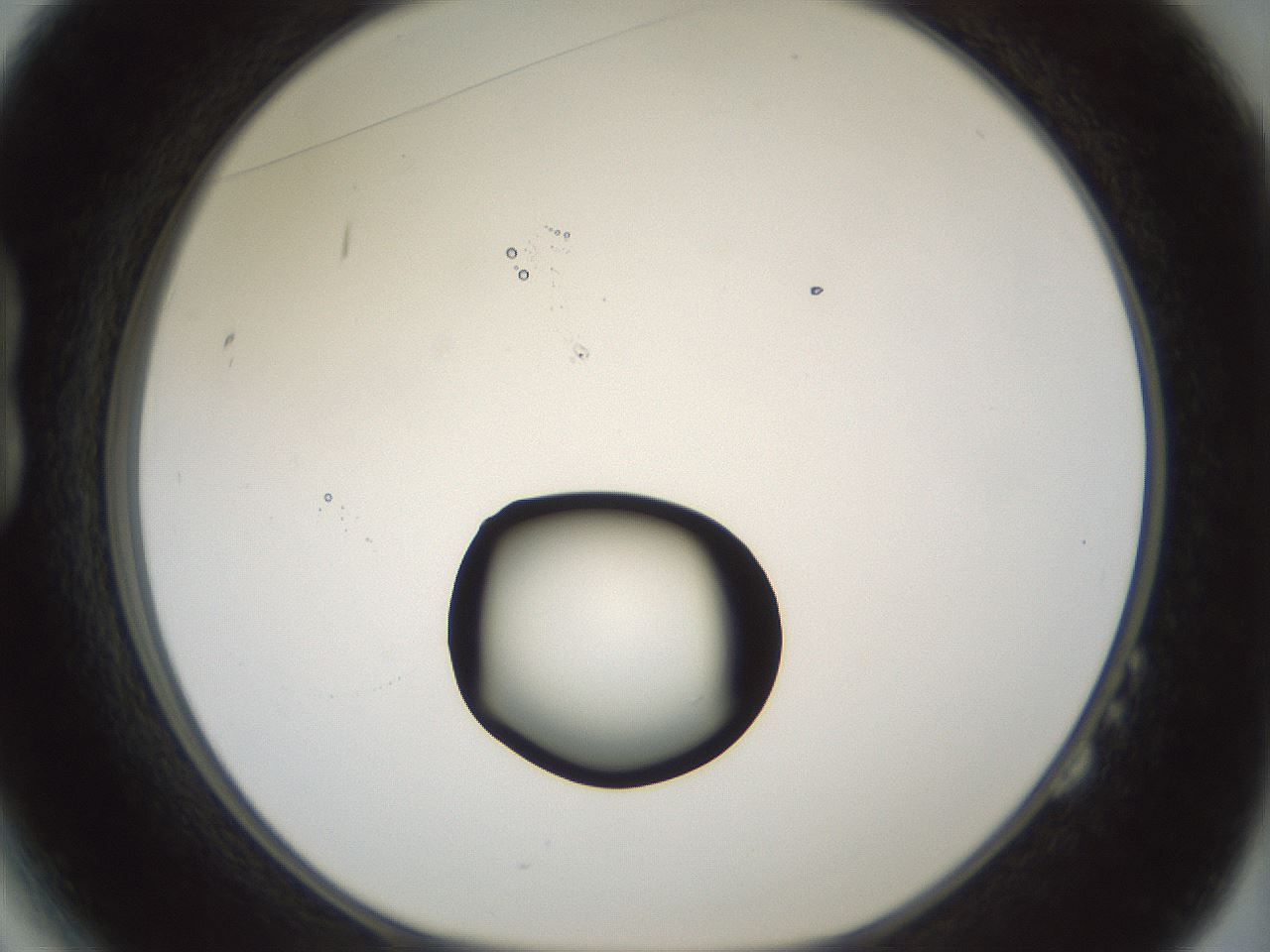 folderID381_plateID1381_batchID4970_wellNum14_profileID1_d1_r84317_ef.jpg