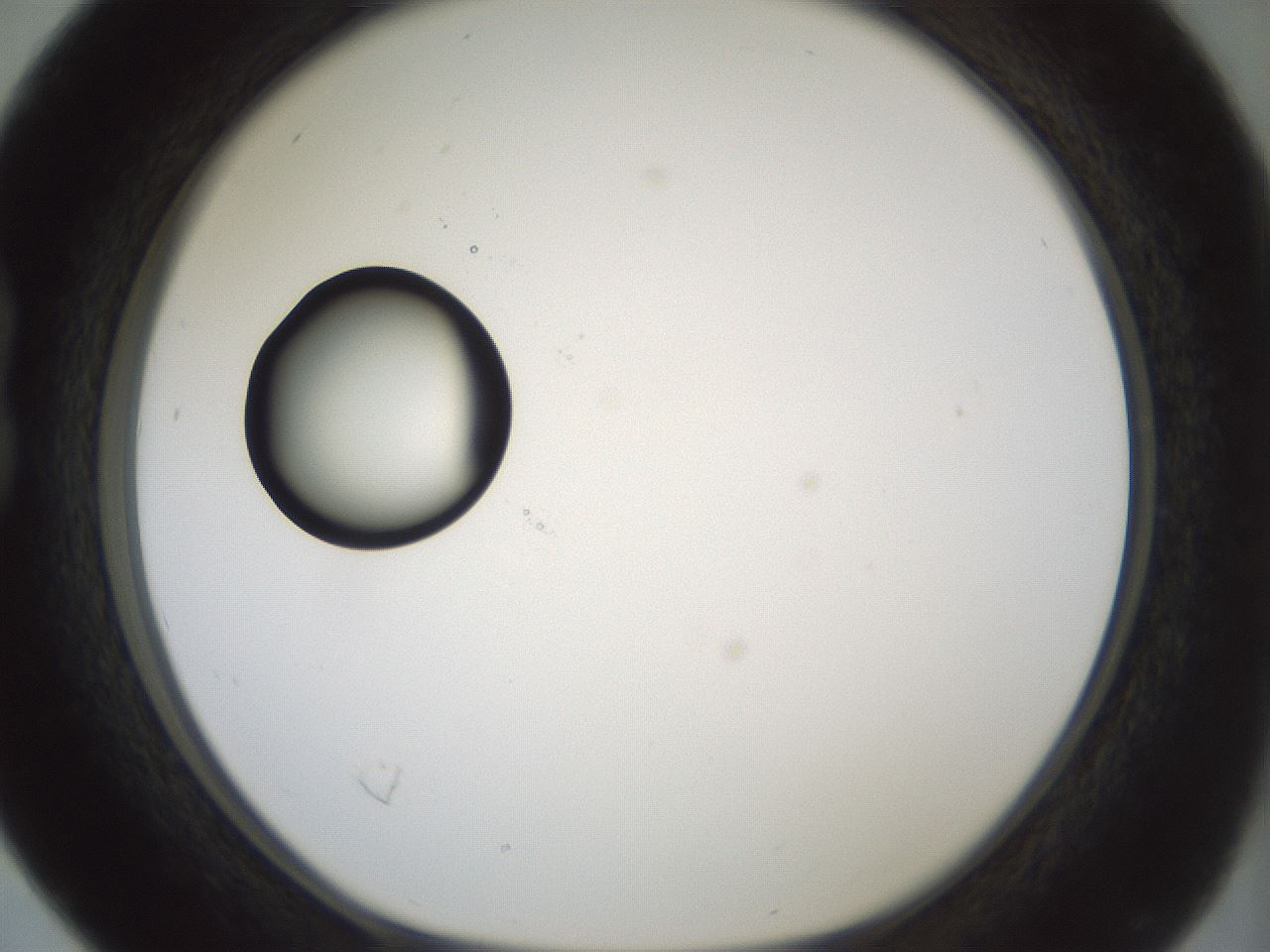 folderID381_plateID1381_batchID4970_wellNum16_profileID1_d1_r84319_ef.jpg