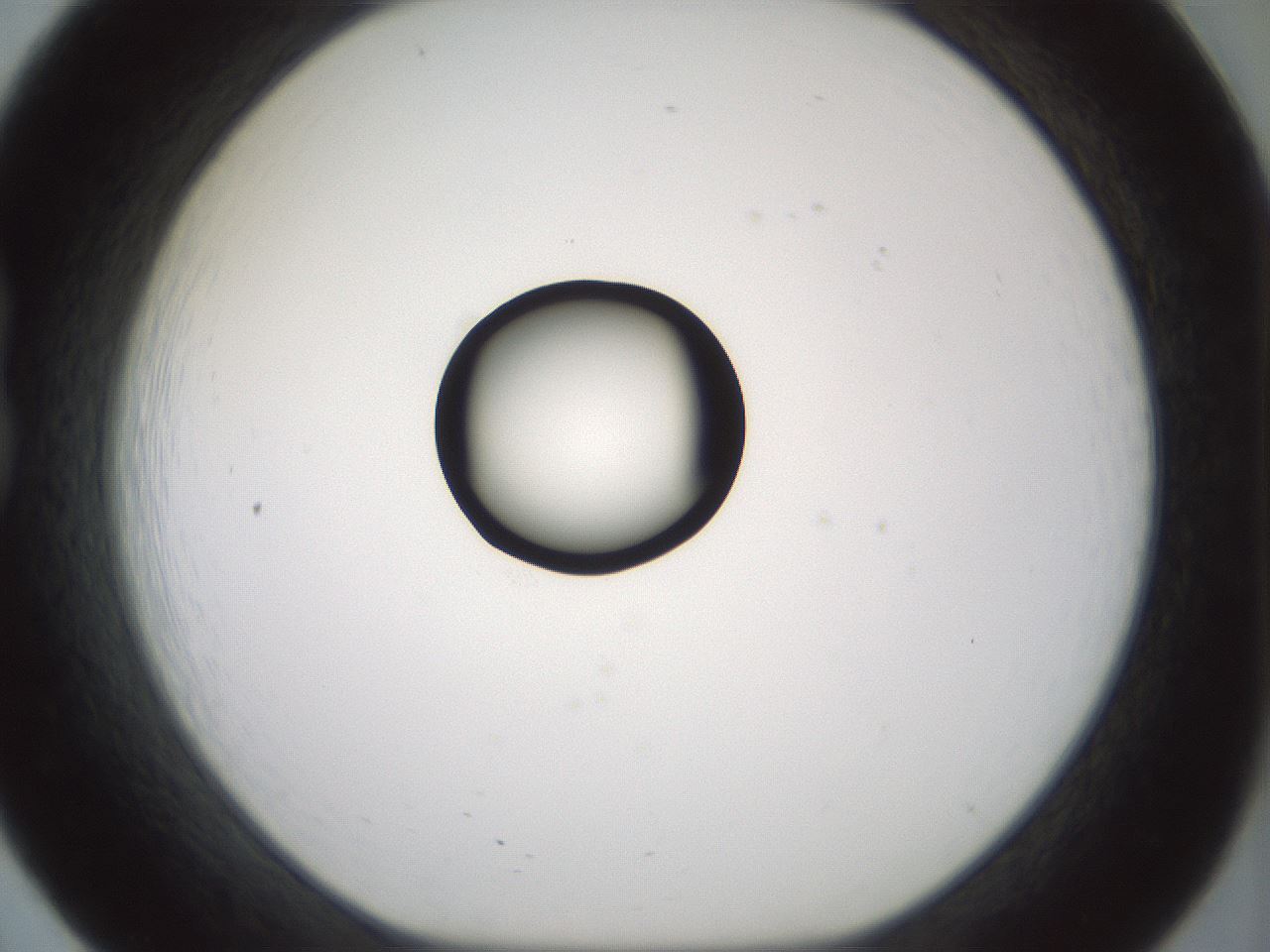 folderID381_plateID1381_batchID4970_wellNum20_profileID1_d1_r84323_ef.jpg
