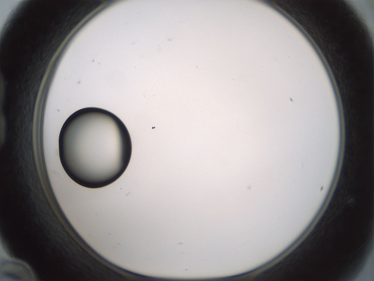 folderID381_plateID1381_batchID4970_wellNum24_profileID1_d1_r84327_ef.jpg