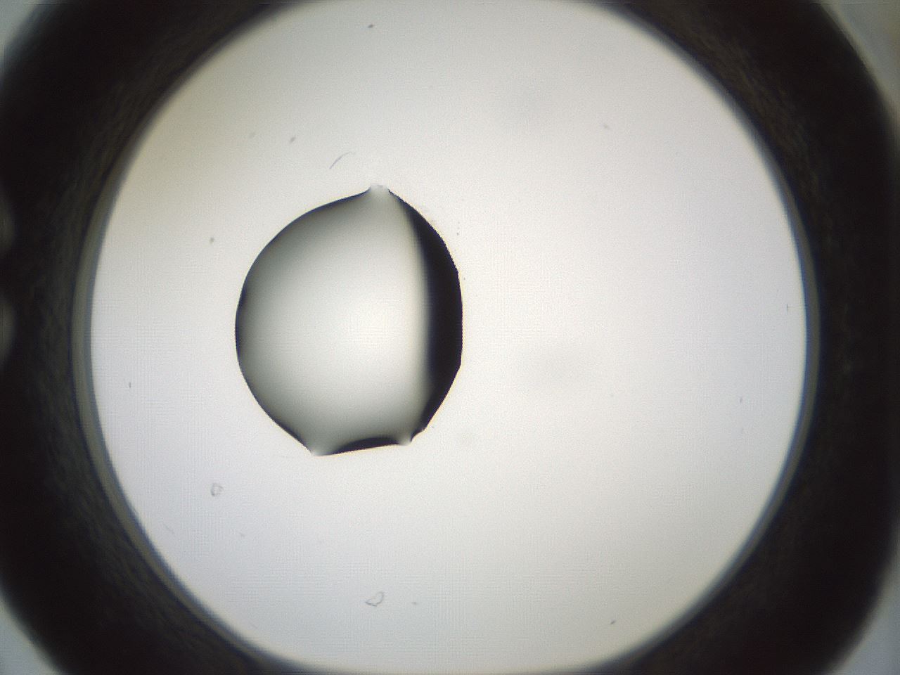 folderID381_plateID1381_batchID4970_wellNum30_profileID1_d1_r84333_ef.jpg