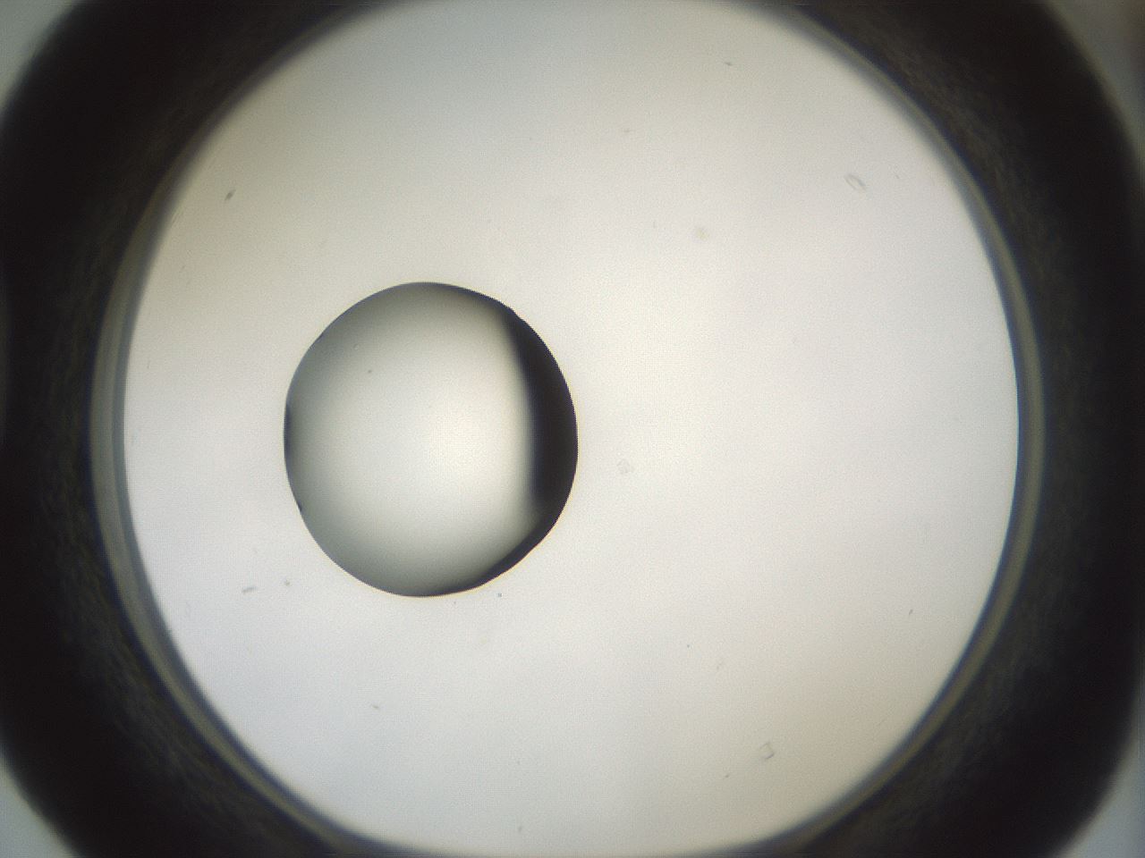 folderID381_plateID1381_batchID4970_wellNum40_profileID1_d1_r84343_ef.jpg