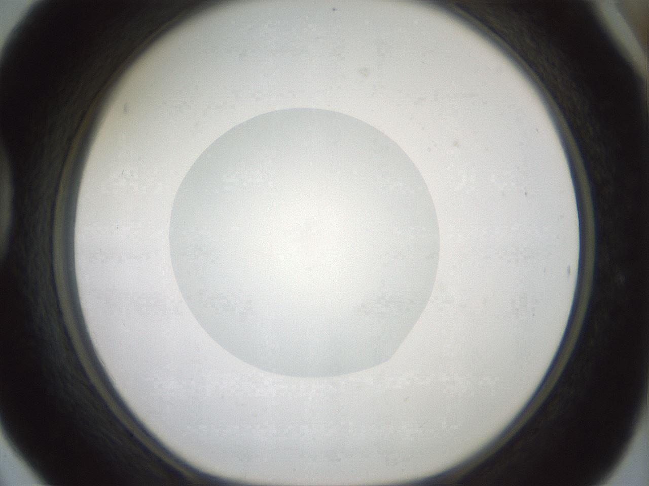 folderID381_plateID1381_batchID4970_wellNum42_profileID1_d1_r84345_ef.jpg