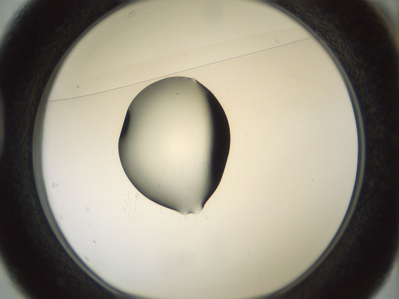 folderID381_plateID1381_batchID4970_wellNum37_profileID1_d1_r84340_ef.jpg