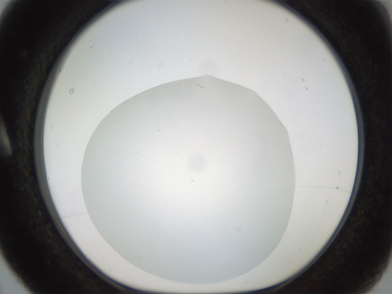 folderID381_plateID2381_batchID11228_wellNum5_profileID1_d1_r175751_ef.jpg