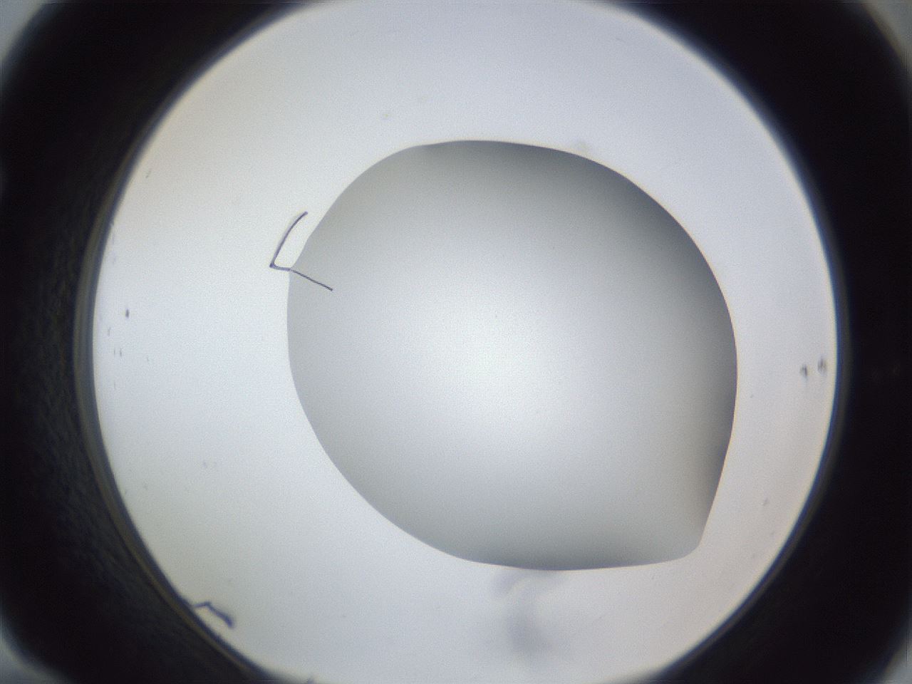 folderID382_plateID1382_batchID4984_wellNum70_profileID1_d1_r84469_ef.jpg