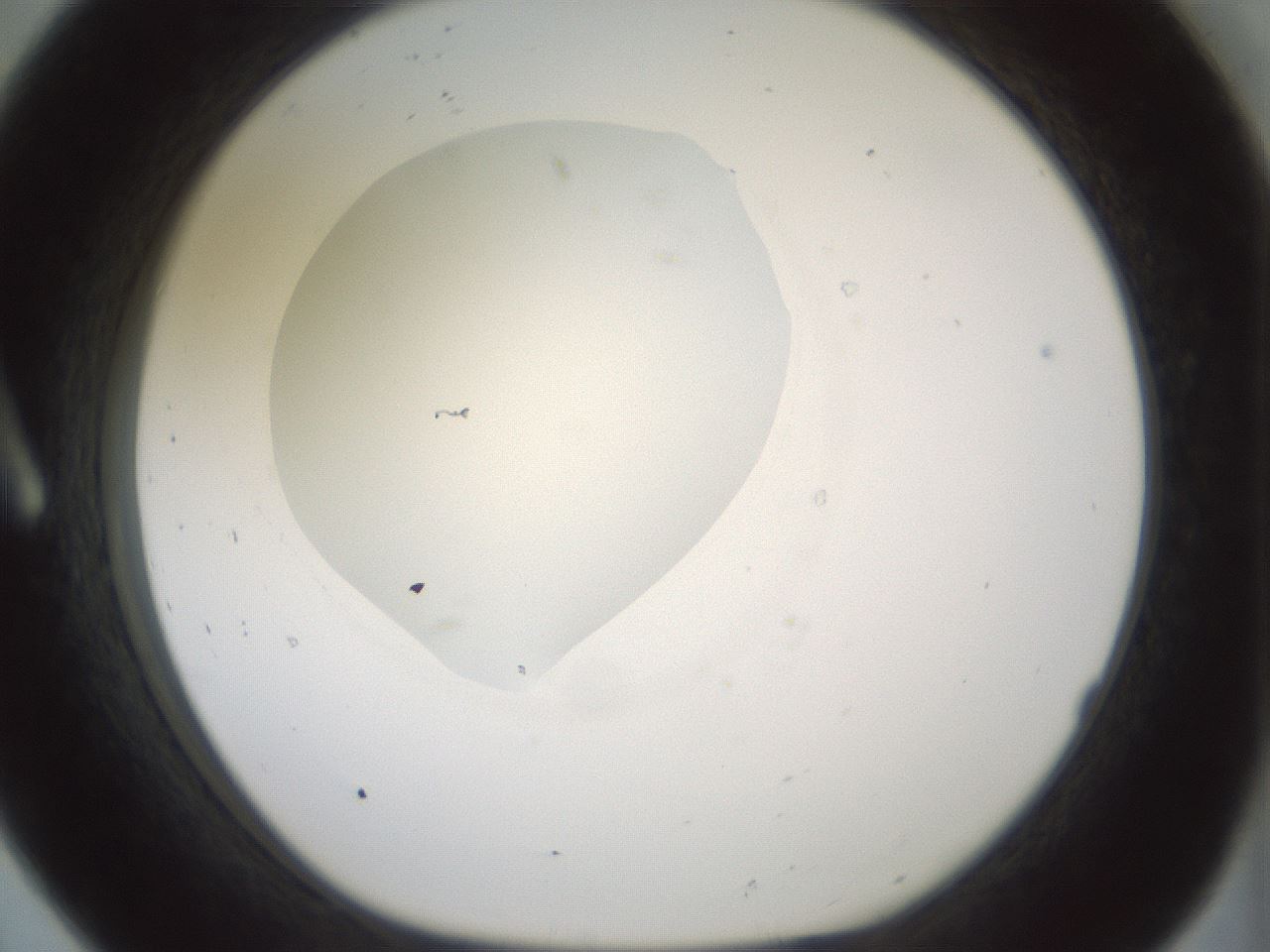 folderID381_plateID1381_batchID4970_wellNum8_profileID1_d1_r84311_ef.jpg