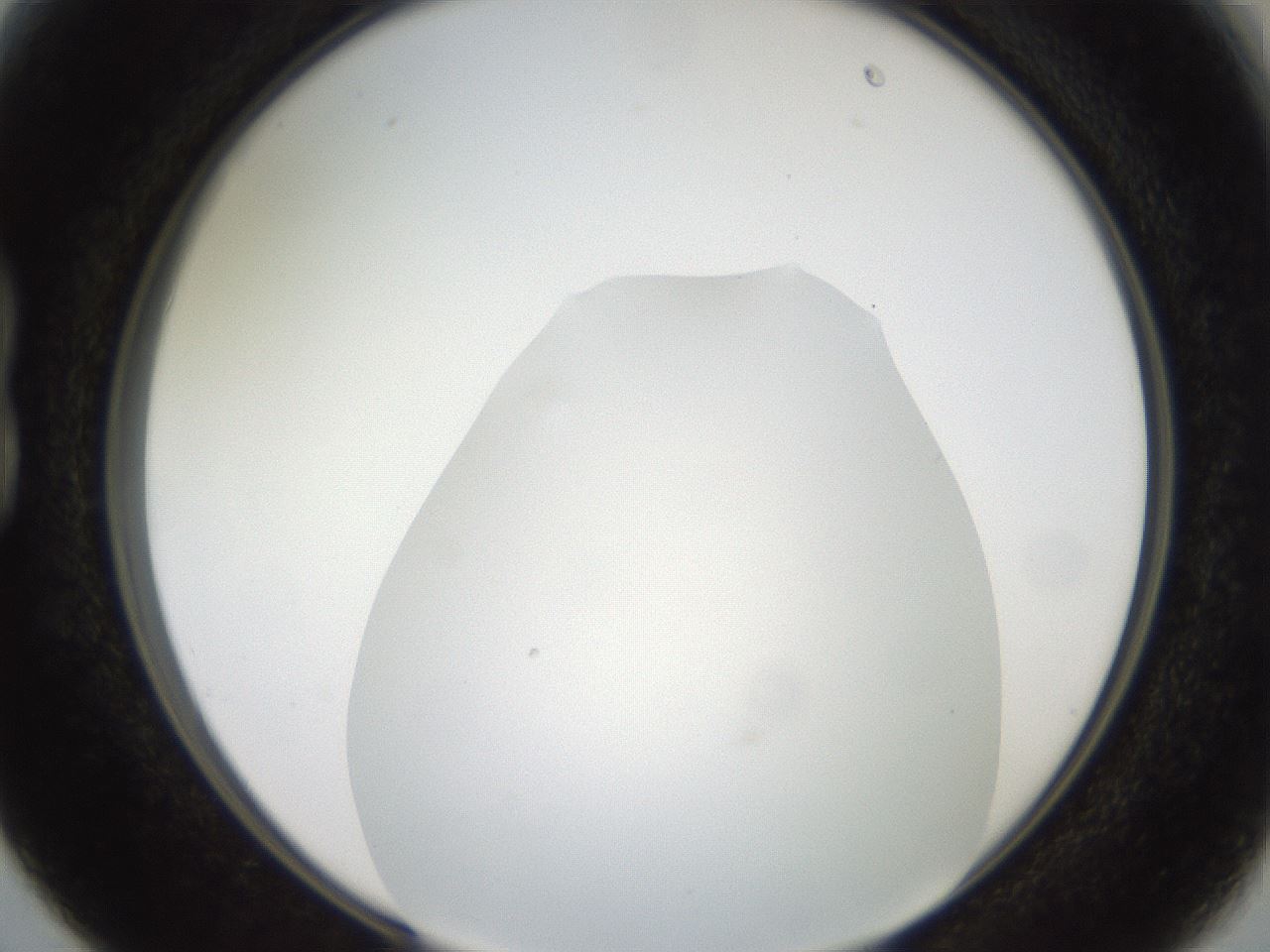 folderID381_plateID2381_batchID11228_wellNum15_profileID1_d1_r175761_ef.jpg