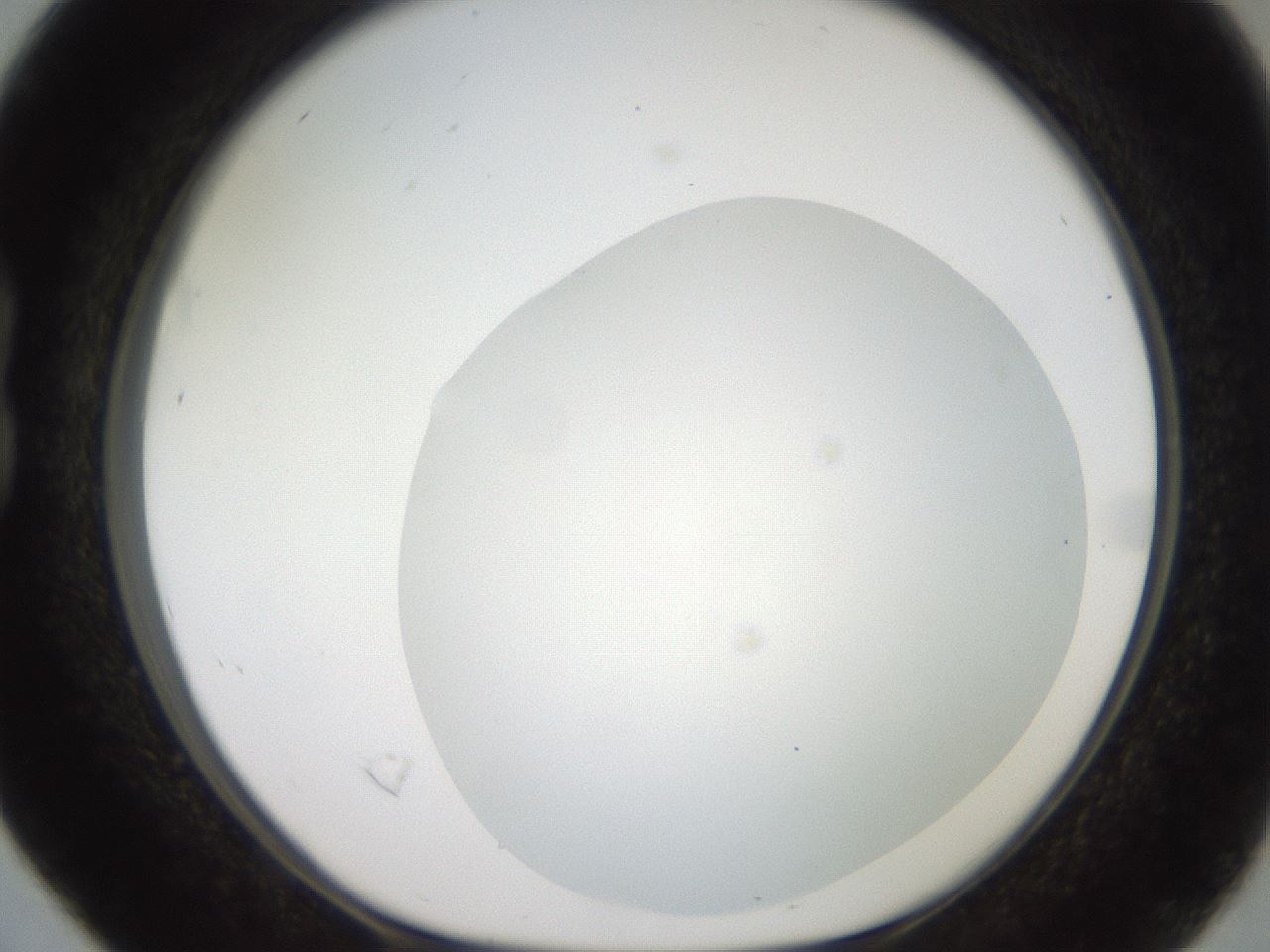 folderID381_plateID2381_batchID11228_wellNum16_profileID1_d1_r175762_ef.jpg
