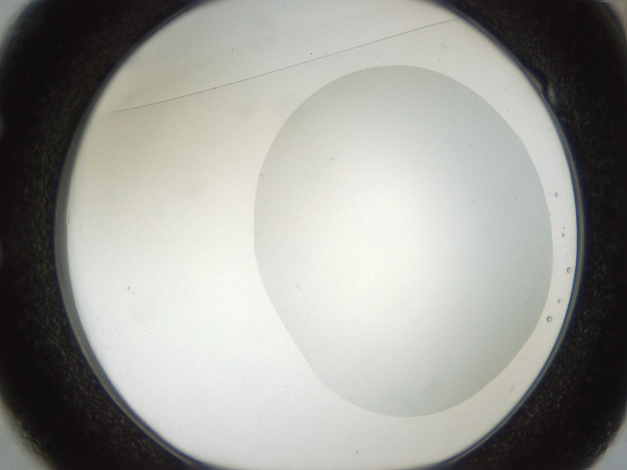 folderID381_plateID2381_batchID11228_wellNum49_profileID1_d1_r175795_ef.jpg