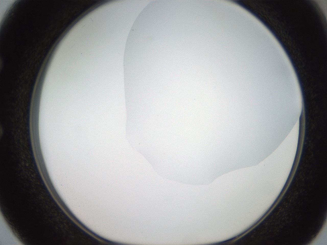 folderID381_plateID2381_batchID11228_wellNum50_profileID1_d1_r175796_ef.jpg