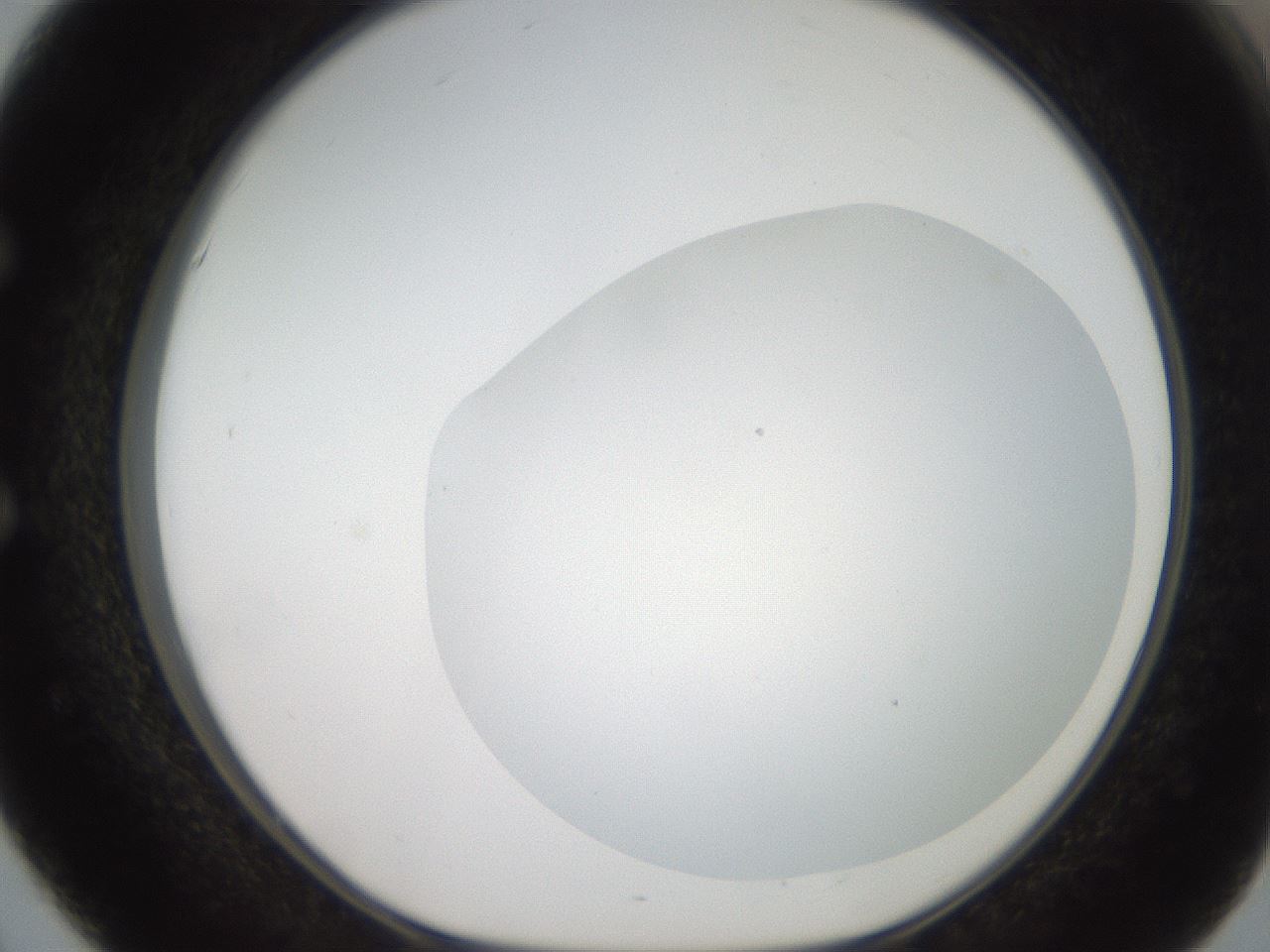 folderID381_plateID2381_batchID11228_wellNum51_profileID1_d1_r175797_ef.jpg