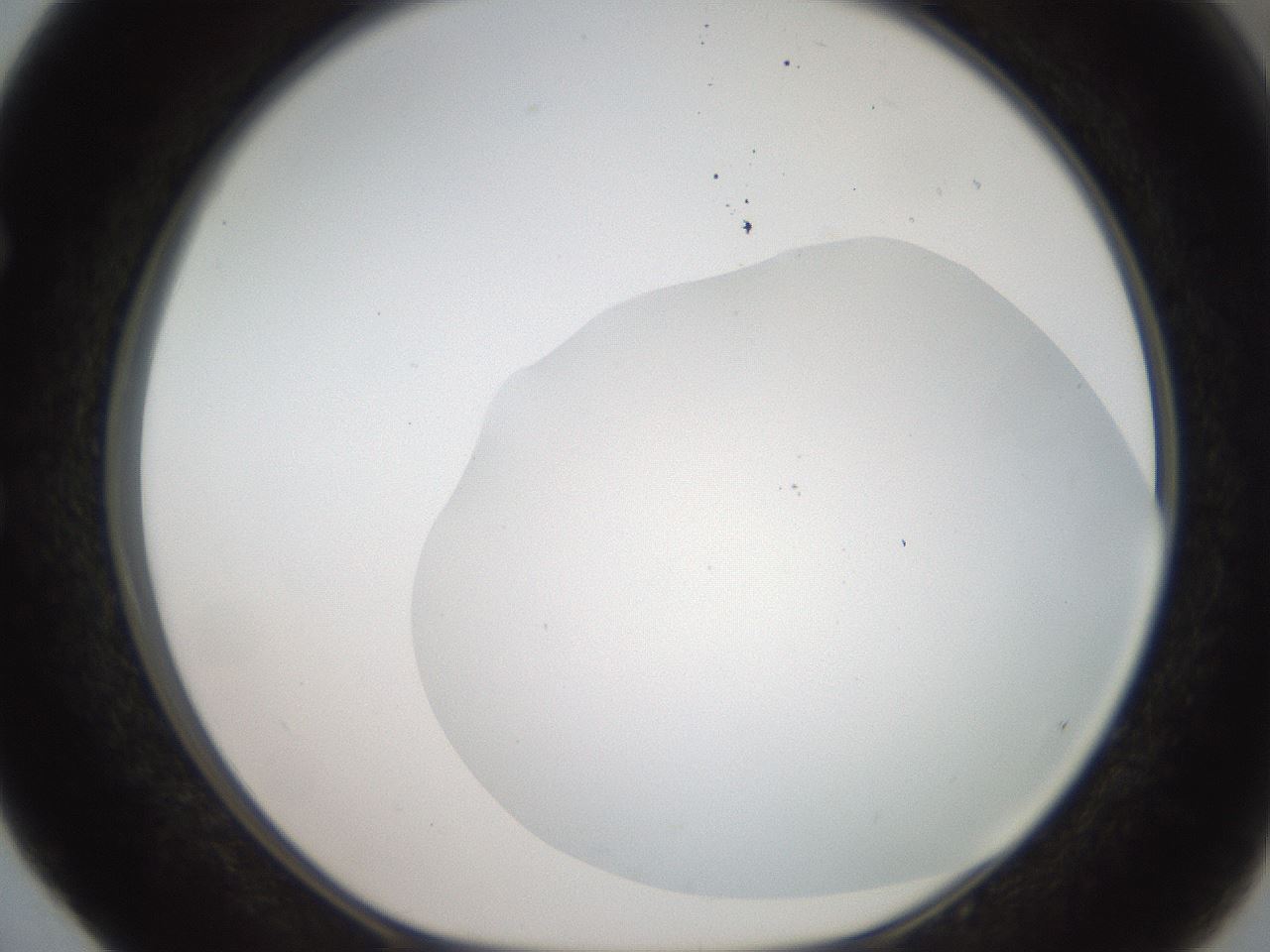 folderID381_plateID2381_batchID11228_wellNum52_profileID1_d1_r175798_ef.jpg