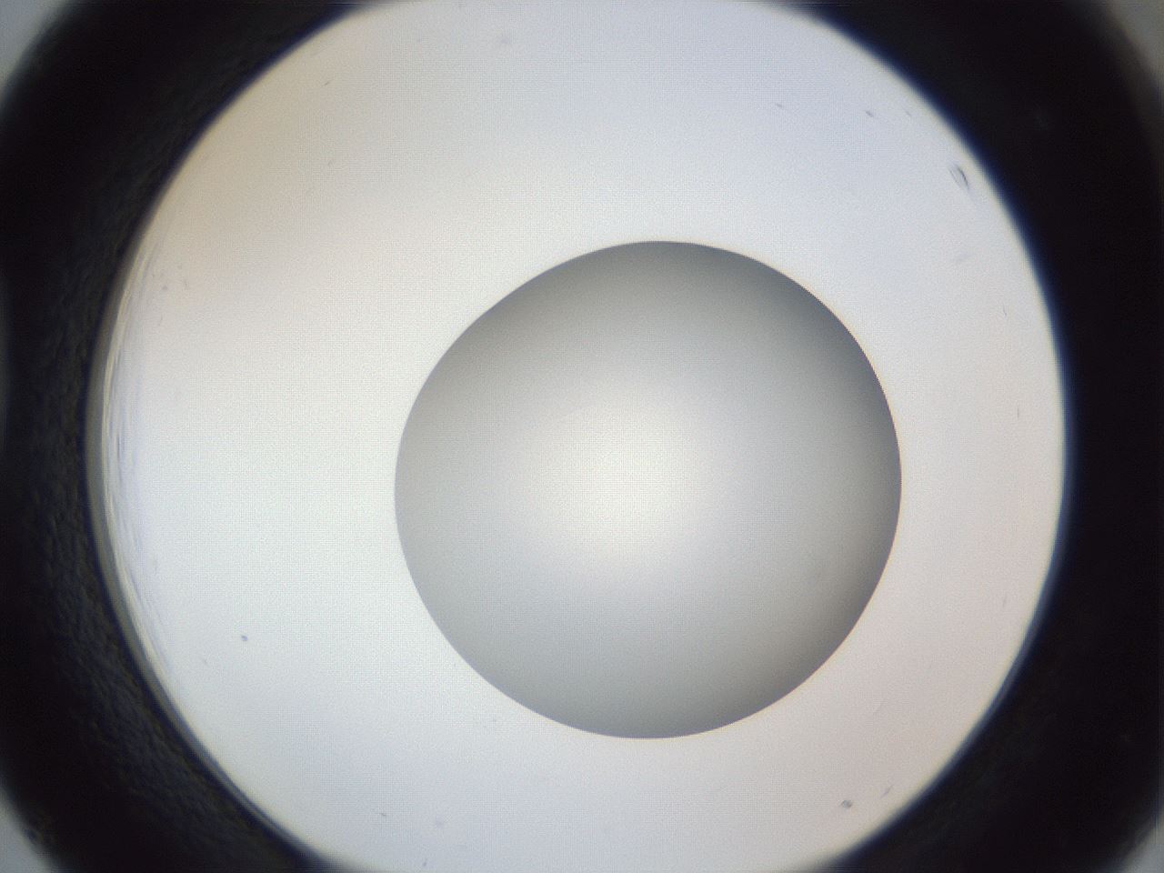 folderID382_plateID1382_batchID4984_wellNum39_profileID1_d1_r84438_ef.jpg
