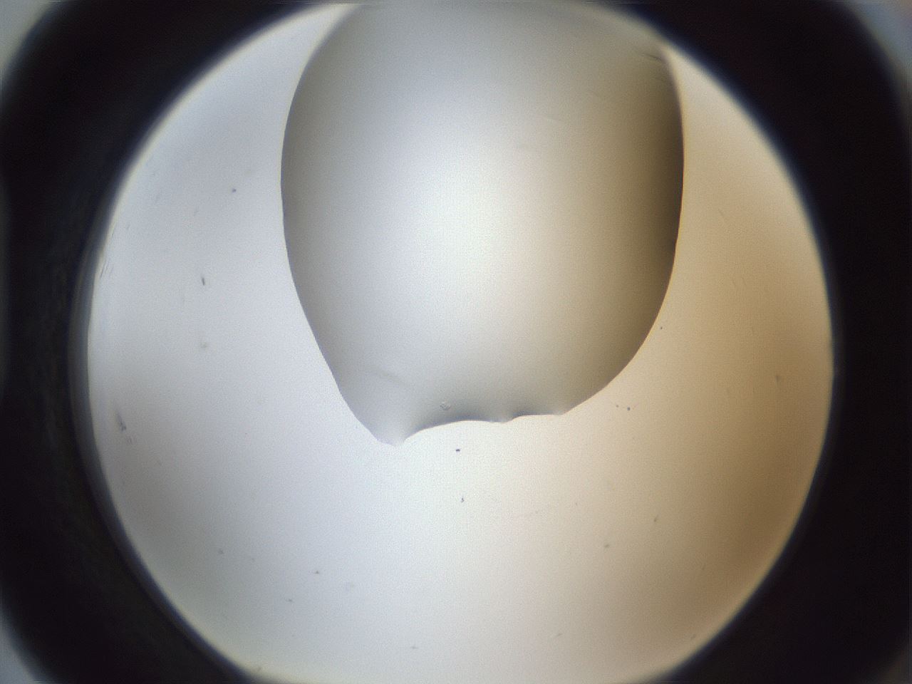 folderID382_plateID1382_batchID4984_wellNum91_profileID1_d1_r84490_ef.jpg