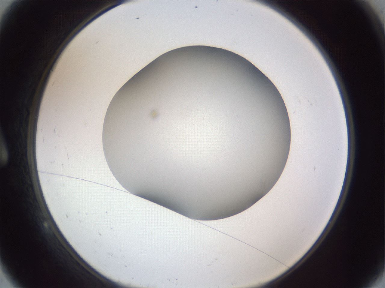 folderID382_plateID1382_batchID4984_wellNum9_profileID1_d1_r84408_ef.jpg
