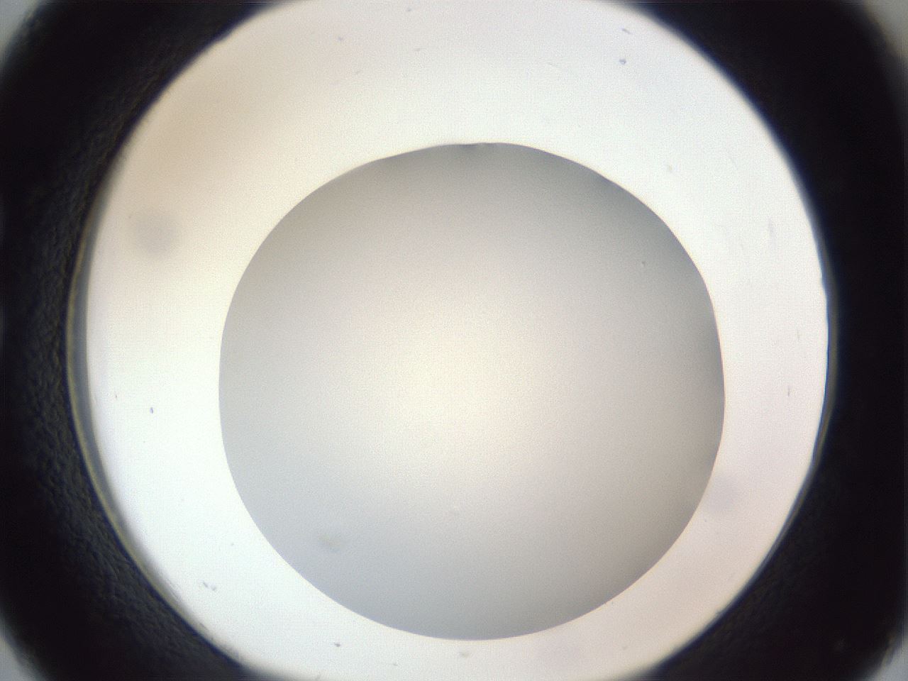 folderID383_plateID1383_batchID4985_wellNum26_profileID1_d1_r84521_ef.jpg