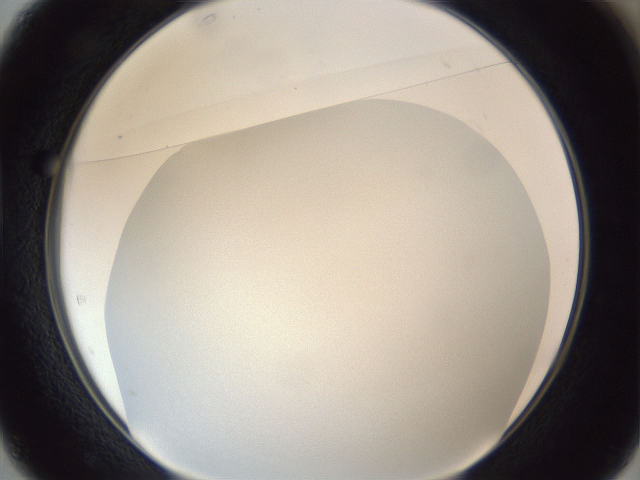 folderID383_plateID1383_batchID4985_wellNum37_profileID1_d1_r84532_ef.jpg