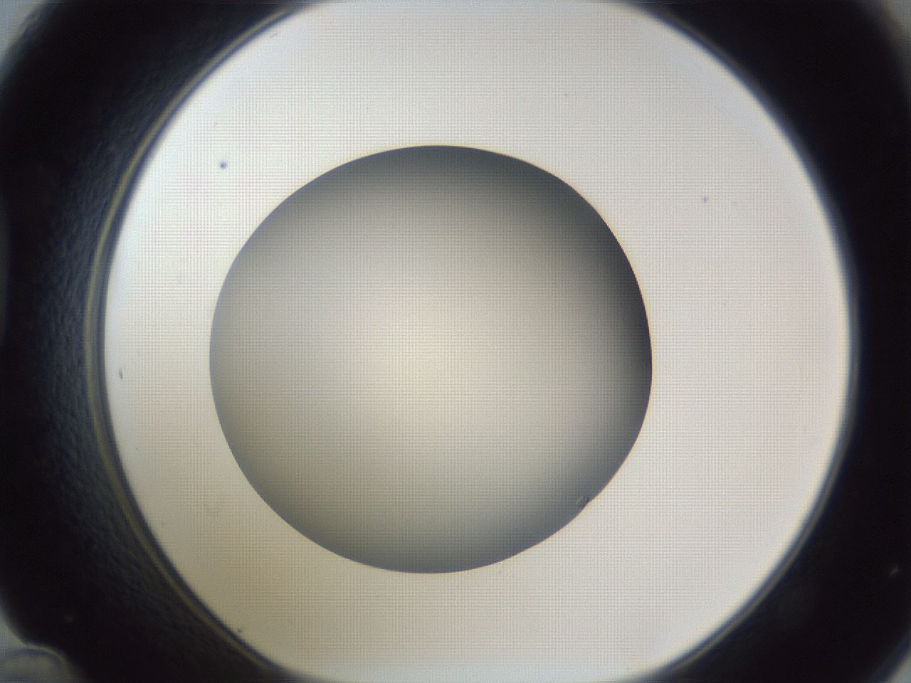 folderID383_plateID1383_batchID4985_wellNum48_profileID1_d1_r84543_ef.jpg