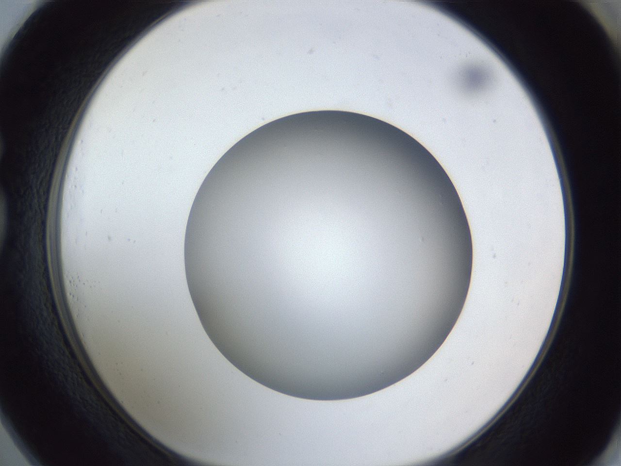 folderID383_plateID1383_batchID4985_wellNum73_profileID1_d1_r84568_ef.jpg
