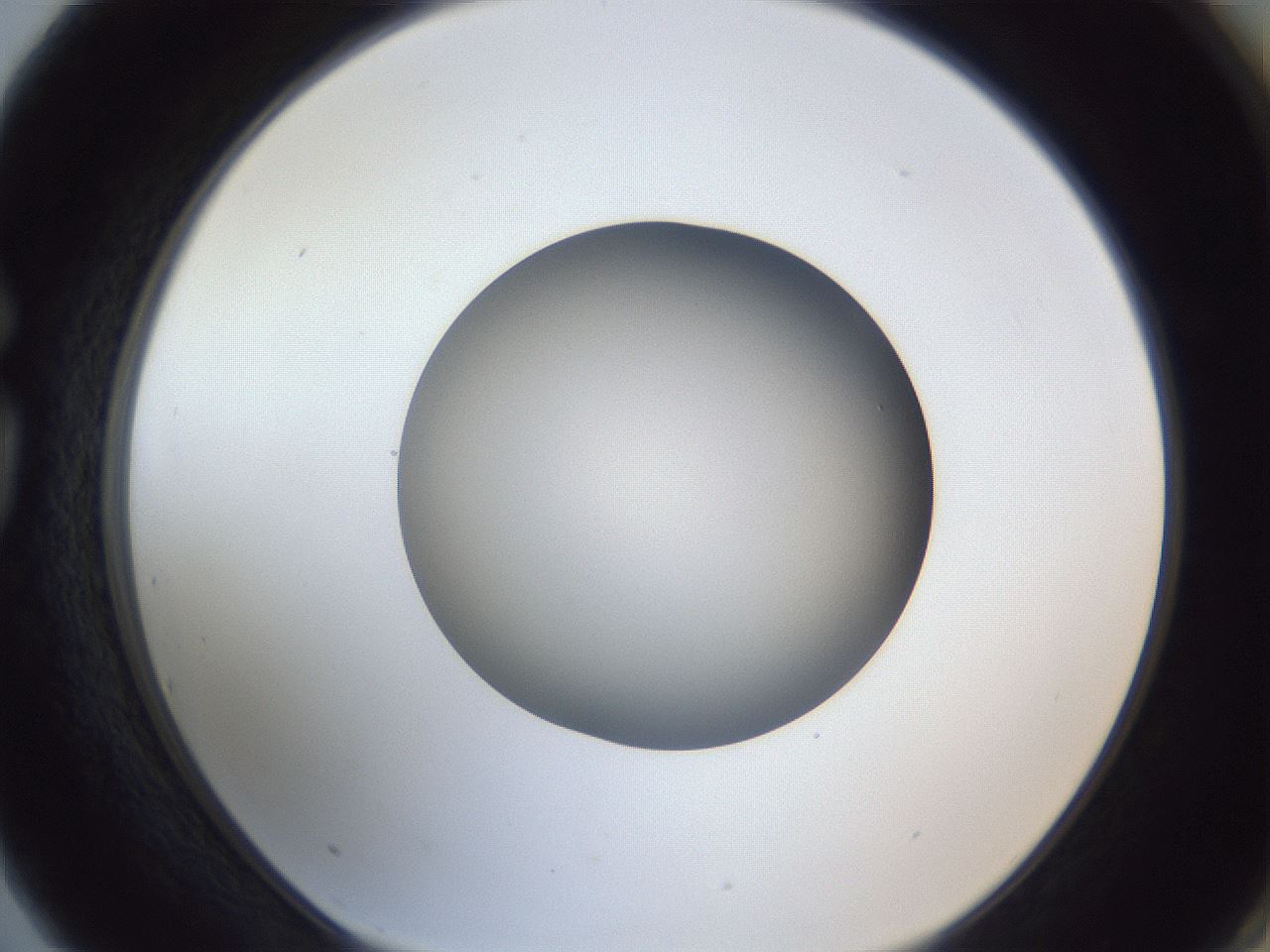 folderID383_plateID1383_batchID4985_wellNum75_profileID1_d1_r84570_ef.jpg